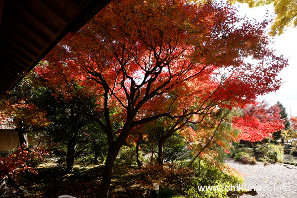 最勝寺の紅葉 [2023年11月30日撮影]