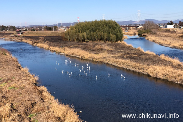 筑西大橋近くの白い鳥の群れ [2024年1月17日撮影]