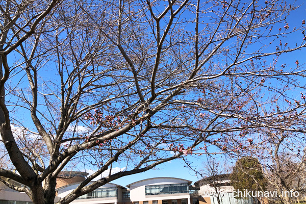 県西生涯学習センターの桜 [2024年3月27日撮影]