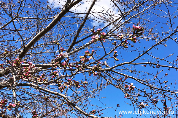 開花した茨城県県西生涯学習センターの桜 [2024年3月27日撮影]