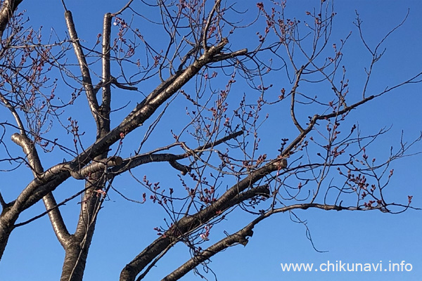 筑西市役所 (下館庁舎跡) 駐車場の桜 [2024年3月27日撮影]