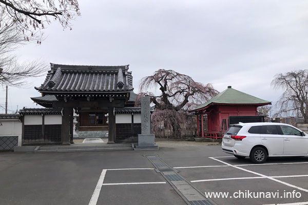 車が入ってしまうアングルの延命寺の枝垂れ桜 [2024年3月28日撮影]