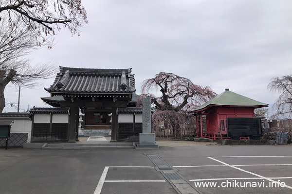 ４分咲きになっていた延命寺の枝垂れ桜 [2024年3月28日撮影]