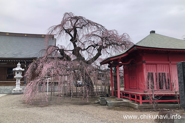 ４分咲きになっていた延命寺の枝垂れ桜 [2024年3月28日撮影]