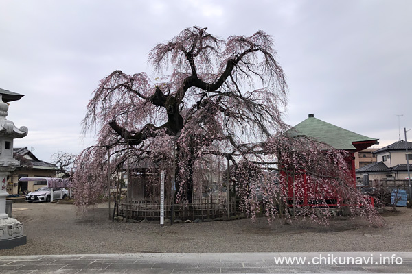 ４分咲きになっていた延命寺の枝垂れ桜 [2024年3月28日撮影]