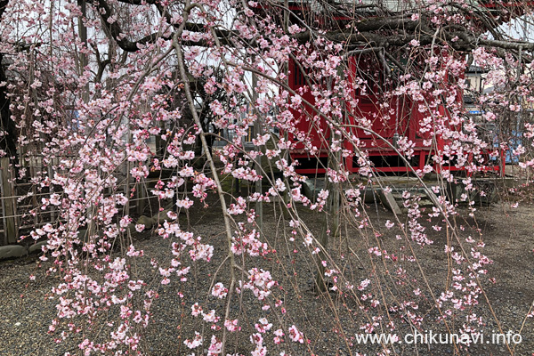 延命寺の枝垂れ桜 [2024年3月28日撮影]