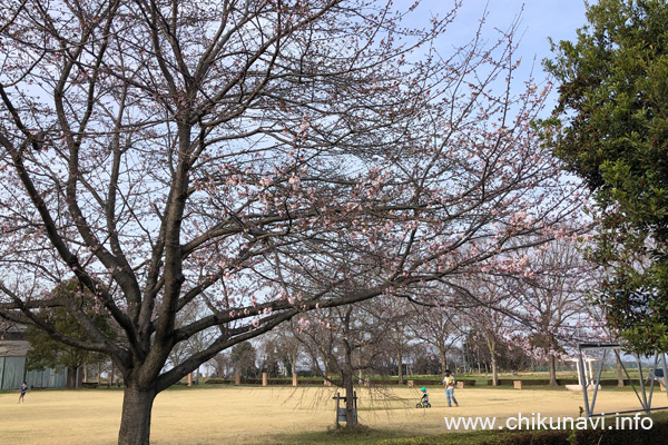 ２分咲きになっていた県西生涯学習センターの桜 [2024年3月30日撮影]