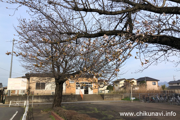 開花した大田郷駅前の桜 [2024年3月30日撮影]