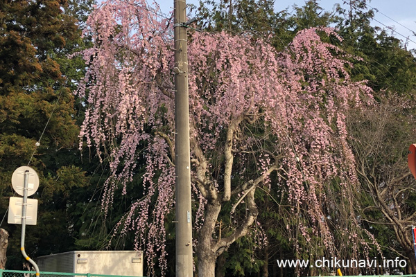 大田小学校隣接神社の枝垂れ桜 [2024年3月30日撮影]