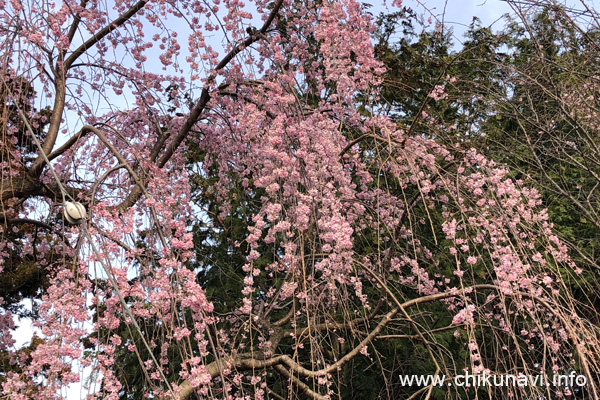 ７分咲きになっていた大田小学校隣接神社の枝垂れ桜 [2024年3月30日撮影]