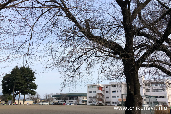 開花した大田小学校の桜 [2024年3月30日撮影]