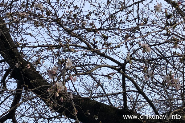 開花した大田小学校の桜 [2024年3月30日撮影]