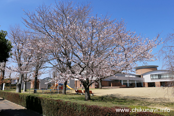 ４分咲きだった県西生涯学習センターの桜 [2024年3月31日撮影]