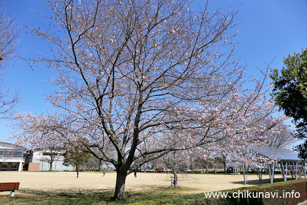 ４分咲きだった県西生涯学習センターの桜 [2024年3月31日撮影]