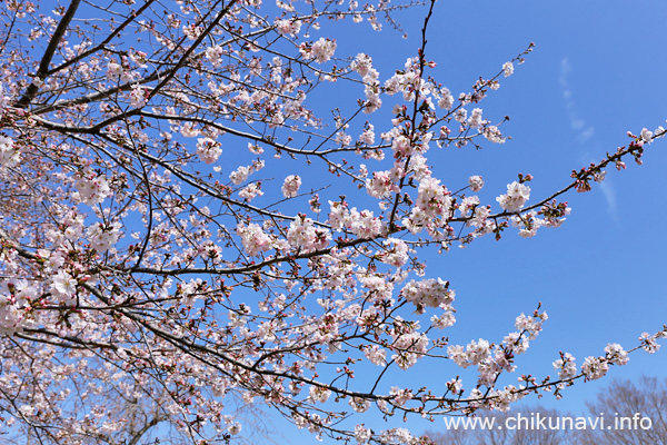 ４分咲きだった県西生涯学習センターの桜 [2024年3月31日撮影]