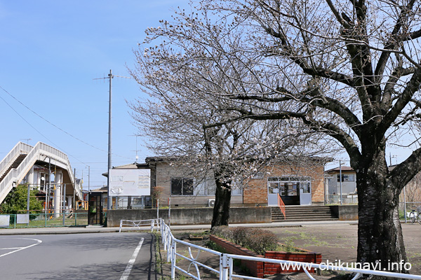 開花したばかりの大田郷駅前の桜 [2024年3月31日撮影]