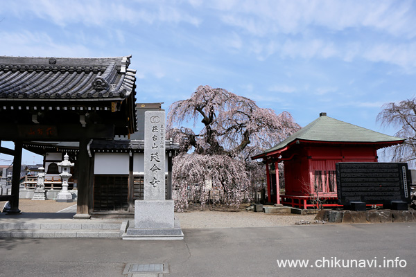 延命寺の枝垂れ桜 [2024年3月31日撮影]