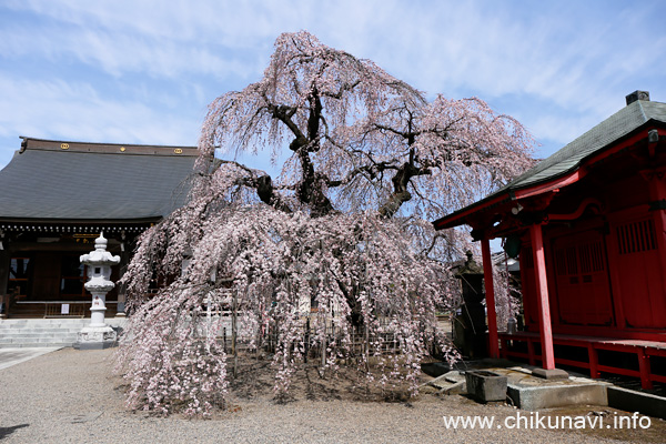 ７分咲きだった延命寺の枝垂れ桜 [2024年3月31日撮影]