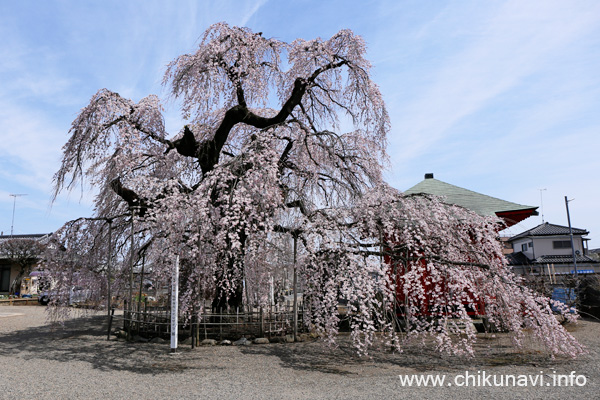 ７分咲きだった延命寺の枝垂れ桜 [2024年3月31日撮影]