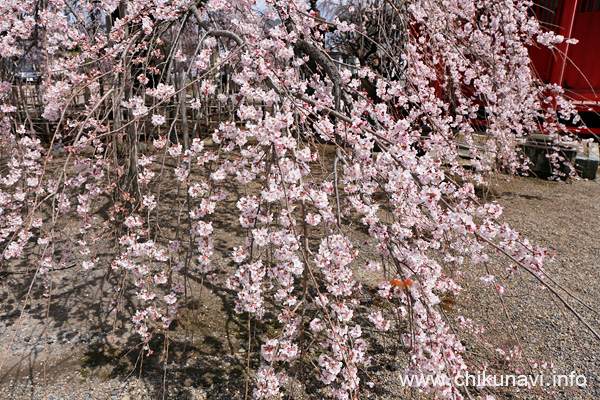 延命寺の枝垂れ桜 [2024年3月31日撮影]