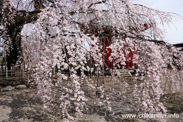 ７分咲きだった延命寺の枝垂れ桜 [2024年3月31日撮影]