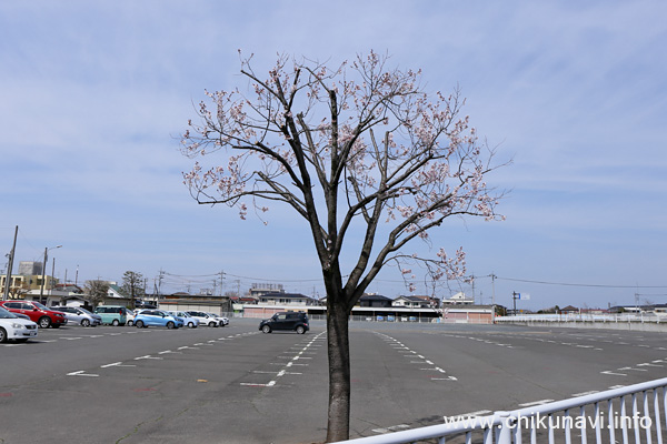 筑西市役所 (下館庁舎跡) 駐車場の桜 [2024年3月31日撮影]