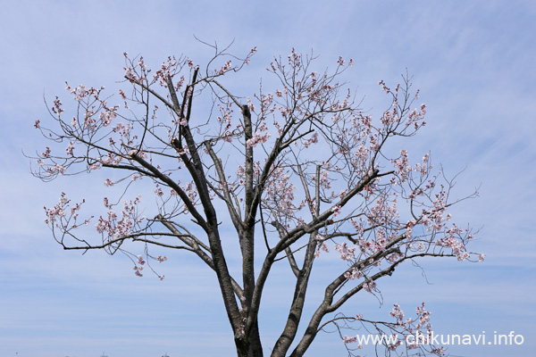 ７分咲きだった筑西市役所 (下館庁舎跡) 駐車場の桜 [2024年3月31日撮影]