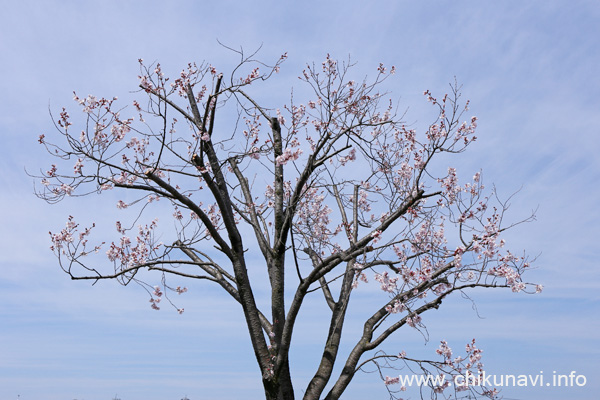 筑西市役所 (下館庁舎跡) 駐車場の桜 [2024年3月31日撮影]