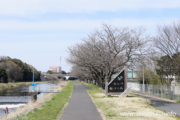 勤行川 桜づつみの桜 [2024年3月31日撮影]