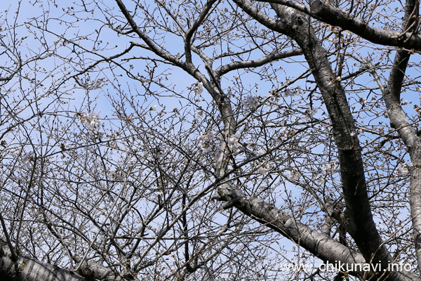 開花したばかりの勤行川 桜づつみの桜 [2024年3月31日撮影]