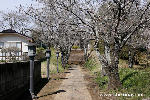 観音寺 (中館) の桜 [2024年3月31日撮影]