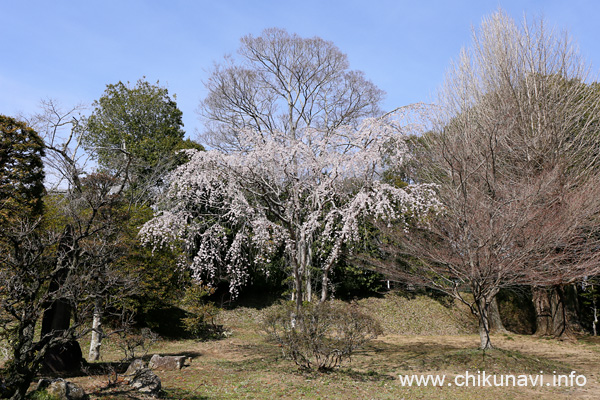 満開だった観音寺 (中館) の枝垂れ桜 [2024年3月31日撮影]