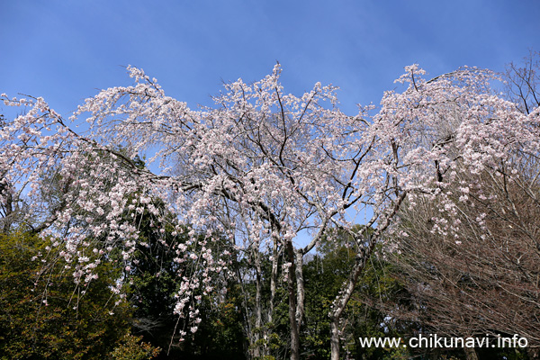 満開だった観音寺 (中館) の枝垂れ桜 [2024年3月31日撮影]