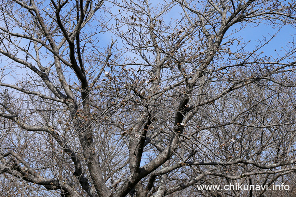 二所神社の桜 [2024年3月31日撮影]