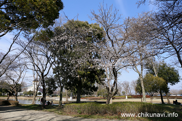 県西総合公園の桜 [2024年3月31日撮影]