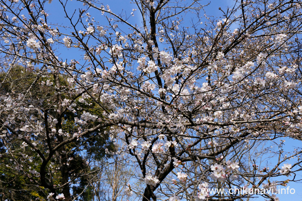 ３分咲きだった県西総合公園の桜 [2024年3月31日撮影]
