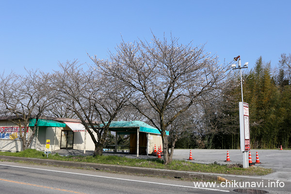 正栄デリシィ駐車場の桜 [2024年3月31日撮影]