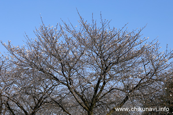 開花したばかりの正栄デリシィ駐車場の桜 [2024年3月31日撮影]