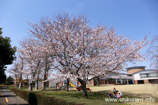 県西生涯学習センターの桜 [2024年4月2日撮影]