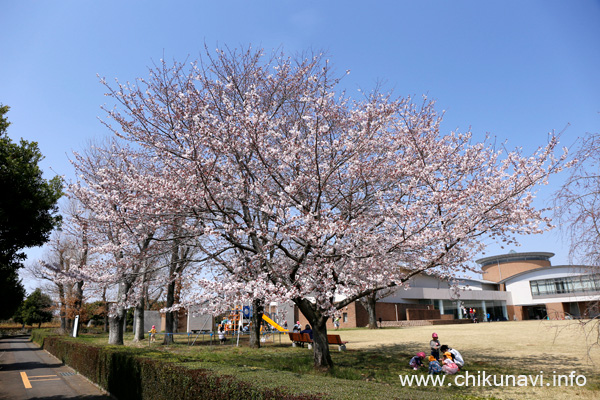 ６分咲きだった県西生涯学習センターの桜 [2024年4月2日撮影]