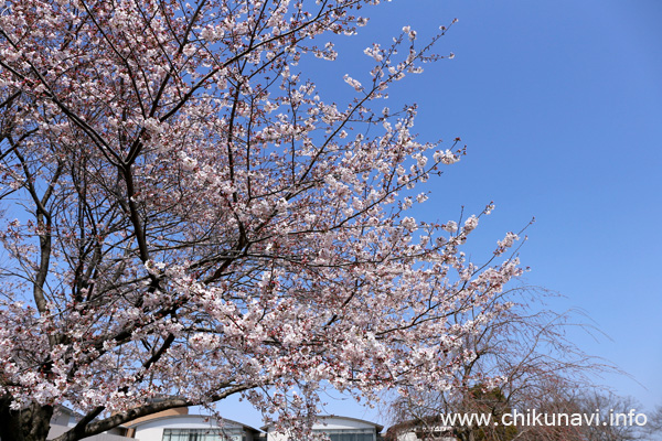 ６分咲きだった県西生涯学習センターの桜 [2024年4月2日撮影]