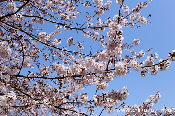 ６分咲きだった県西生涯学習センターの桜 [2024年4月2日撮影]