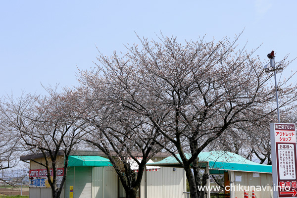 未開花～２分咲きだった正栄デリシィ駐車場の桜 [2024年4月2日撮影]