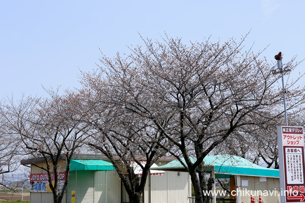 正栄デリシィ駐車場の桜 [2024年4月2日撮影]