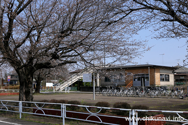 未開花～２分咲きだった大田郷駅前の桜 [2024年4月2日撮影]