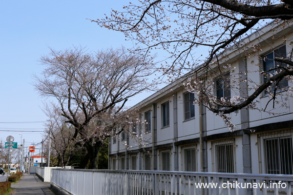 未開花～２分咲きだった下館工業高校の桜 [2024年4月2日撮影]