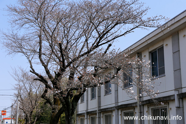 下館工業高校の桜 [2024年4月2日撮影]