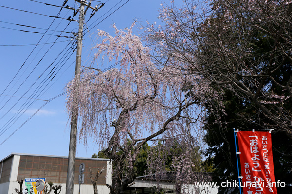 満開だった大田小学校隣接神社の枝垂れ桜 [2024年4月2日撮影]