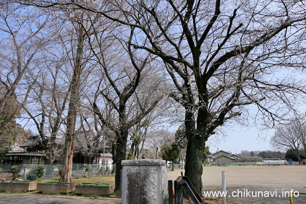 大田小学校の桜 [2024年4月2日撮影]