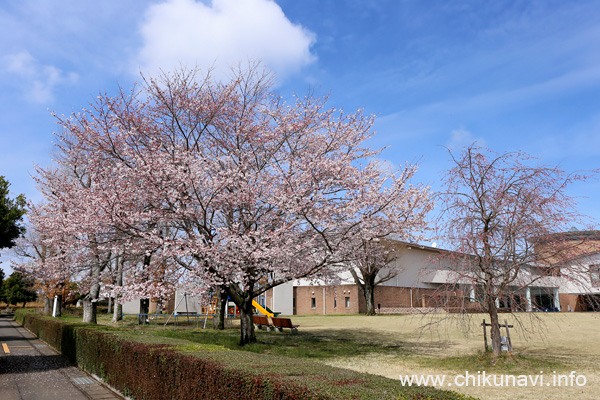 ６分咲きだった県西生涯学習センターの桜 [2024年4月4日撮影]